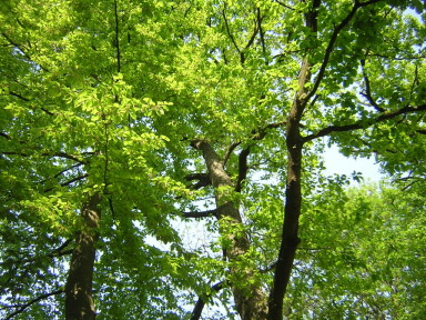 Grünes Blätterdach der alten Bäume