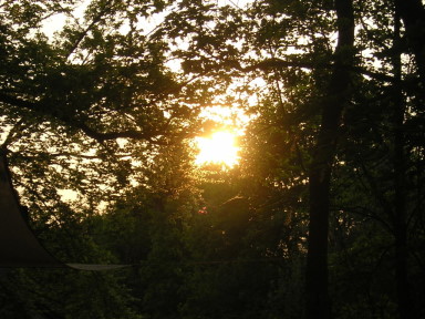 Sonnenuntergang durch die Bäume