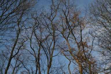 Kahle Winterbäume vor blauem Himmel